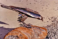 Sharp Shinned Hawk