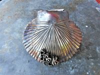 Deep Sea Scallop Door Knocker