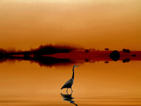 Heron at Twilight