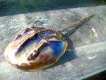 Horseshoe Crab